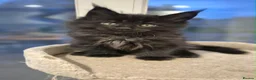 Maine Coon cats for sale: Majestic TICA Registered Mainecoon Kittens - Advert 5