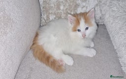 Mixed Breed cats for sale: Adorable Kittens. Ginger males - Image 1