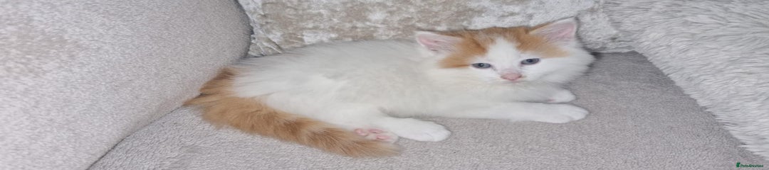 Mixed Breed Kitten 5