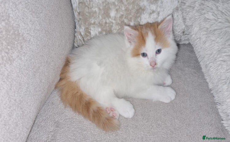Mixed Breed cats - Advert 11