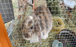Mini Lop rabbits for sale: Two Mini Lop Eared Rabbits - Image 3