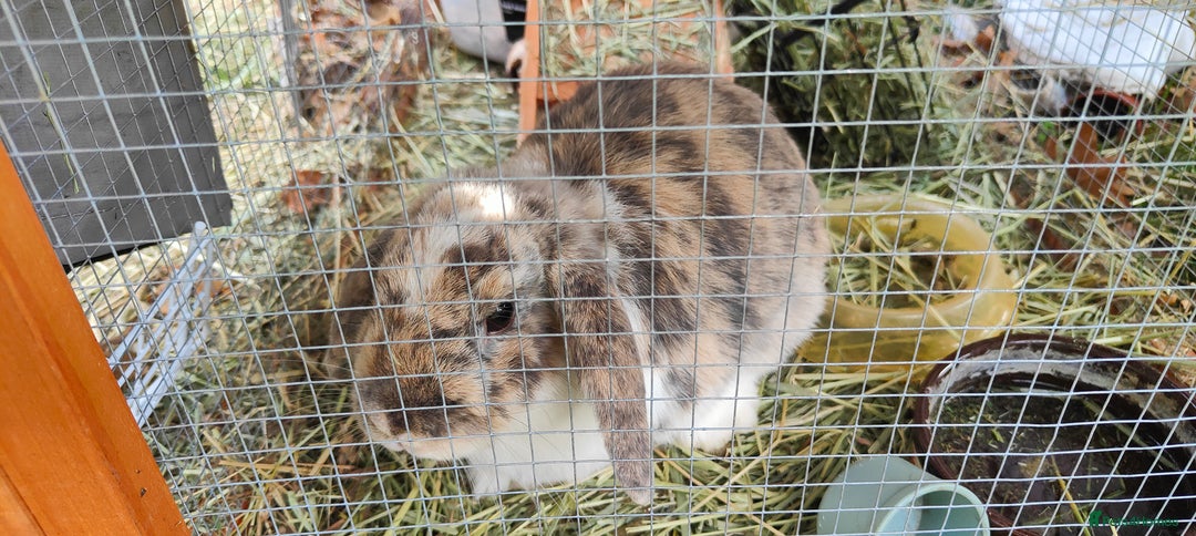 Mini Lop rabbits for sale: Two Mini Lop Eared Rabbits - Image 3