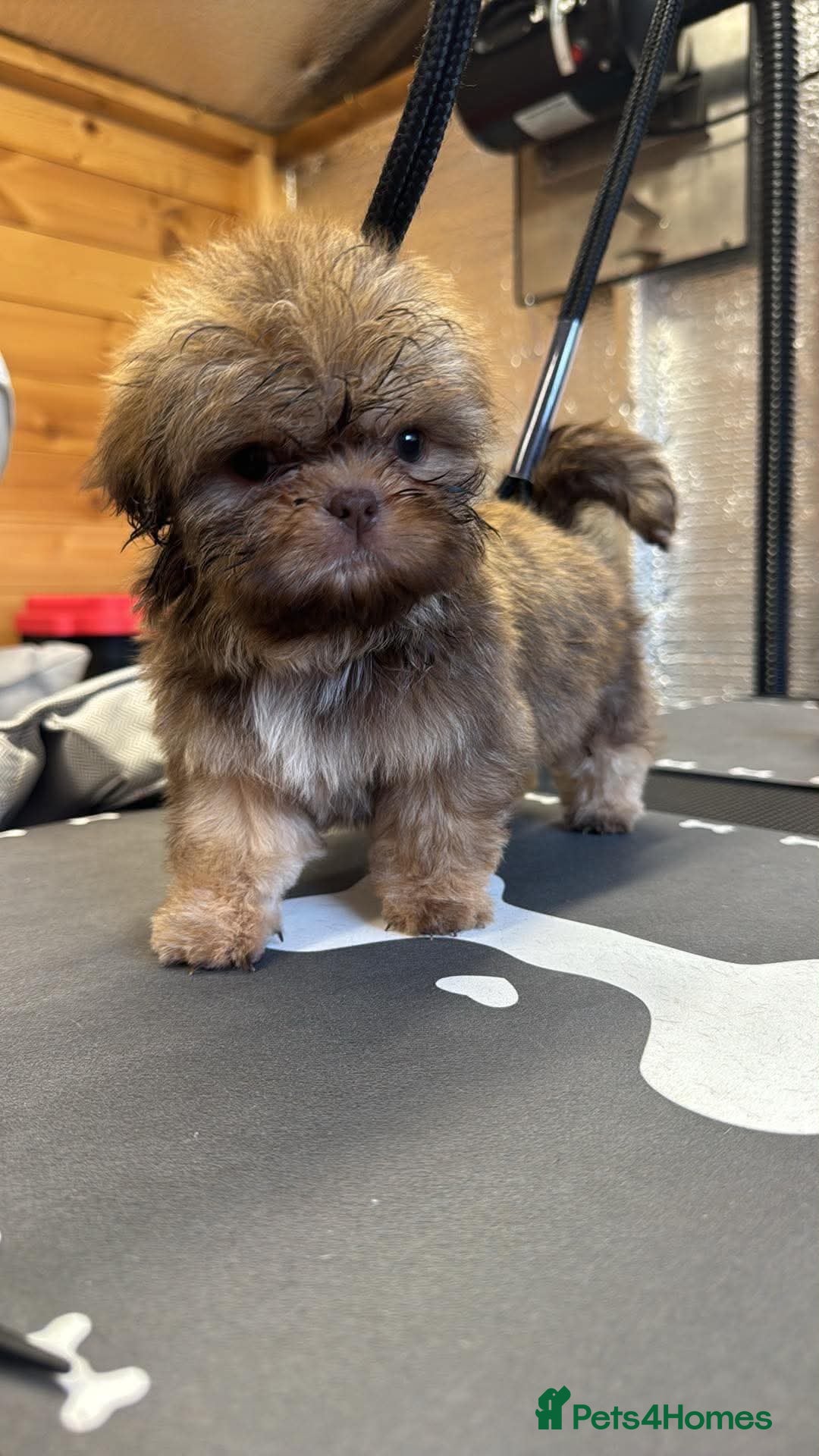 Shih Tzu dogs Stunning litter colours 😍 Imperial Shihzu babies  - Advert 2