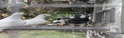 Pigeons birds for sale: Homing pigeons  - Advert 4