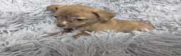 Chihuahua dogs for sale: Beautiful Chihuahua Puppies – 3 Girls & 1 Boy - Advert 7