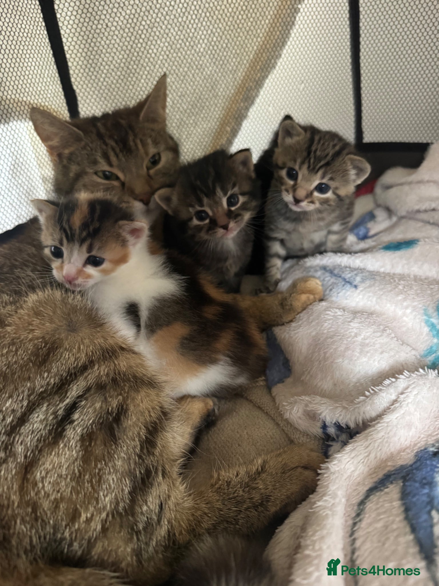 Mixed Breed cats The cutest kittens ever  - Advert 2