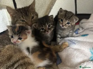 Mixed Breed cats The cutest kittens ever - Advert 2