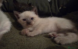 Siamese cats for sale: Siamese kittens gorgeous colours  - Image 1