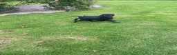 Labrador Retriever dogs for sale: Labrador pups  - Advert 9