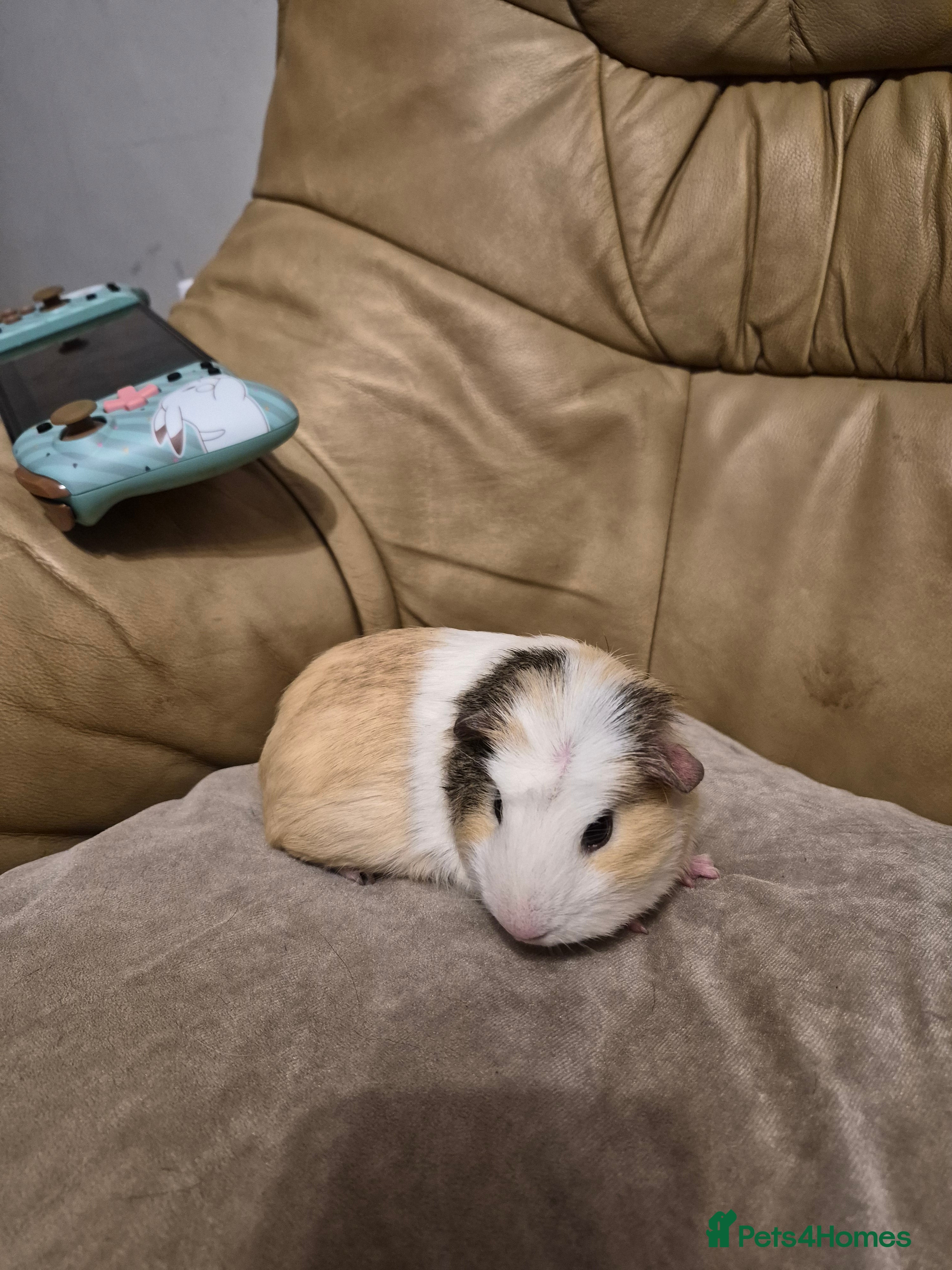 Guinea Pig rodents 1 Adorable Male Guinea Pig - Advert 1