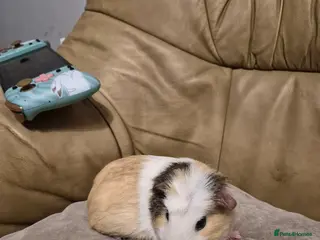 Guinea Pig rodents 1 Adorable Male Guinea Pig - Advert 1