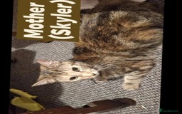 American Shorthair cats for sale: Rare Ginger Female Kittens for sale - Image 8