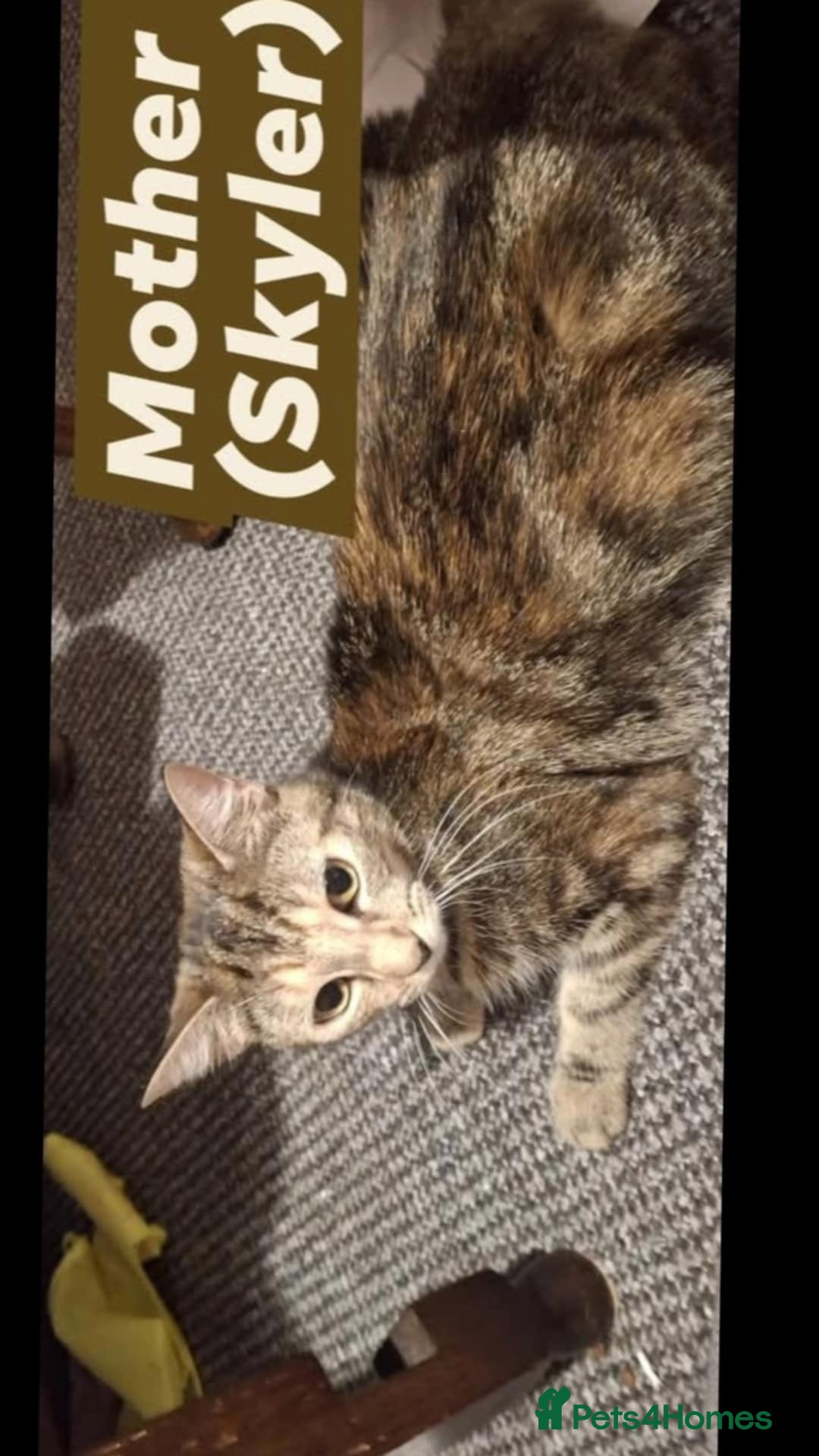 American Shorthair cats for sale: Rare Ginger Female Kittens for sale - Image 8