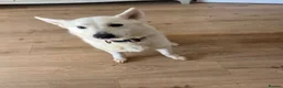 Mixed Breed dogs for sale: Beautiful white and blue female husky  - Advert 2