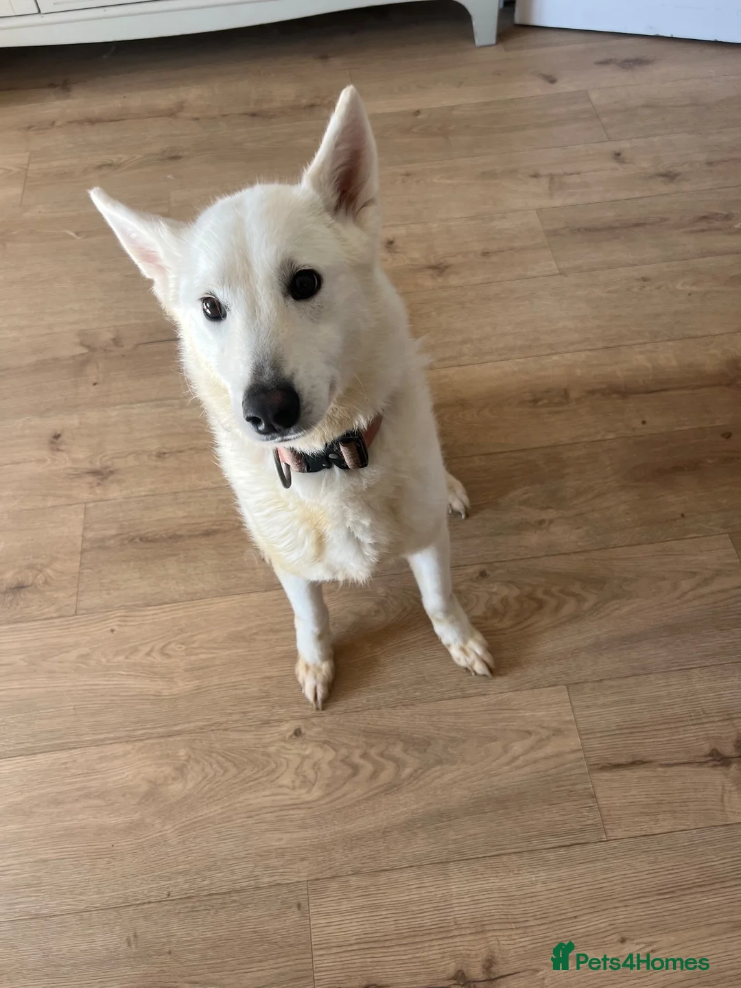 Mixed Breed dogs for sale: Beautiful white and blue female husky  - Advert 2