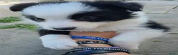 Border Collie dogs for sale: Bossman - Advert 7
