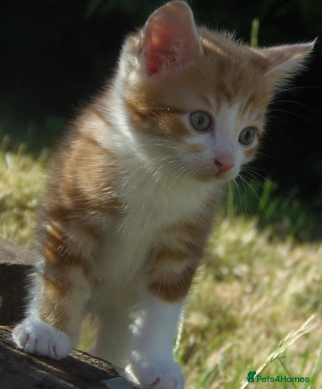Mixed Breed cats for sale: Gorgeous Kittens Ready Now - Advert 29