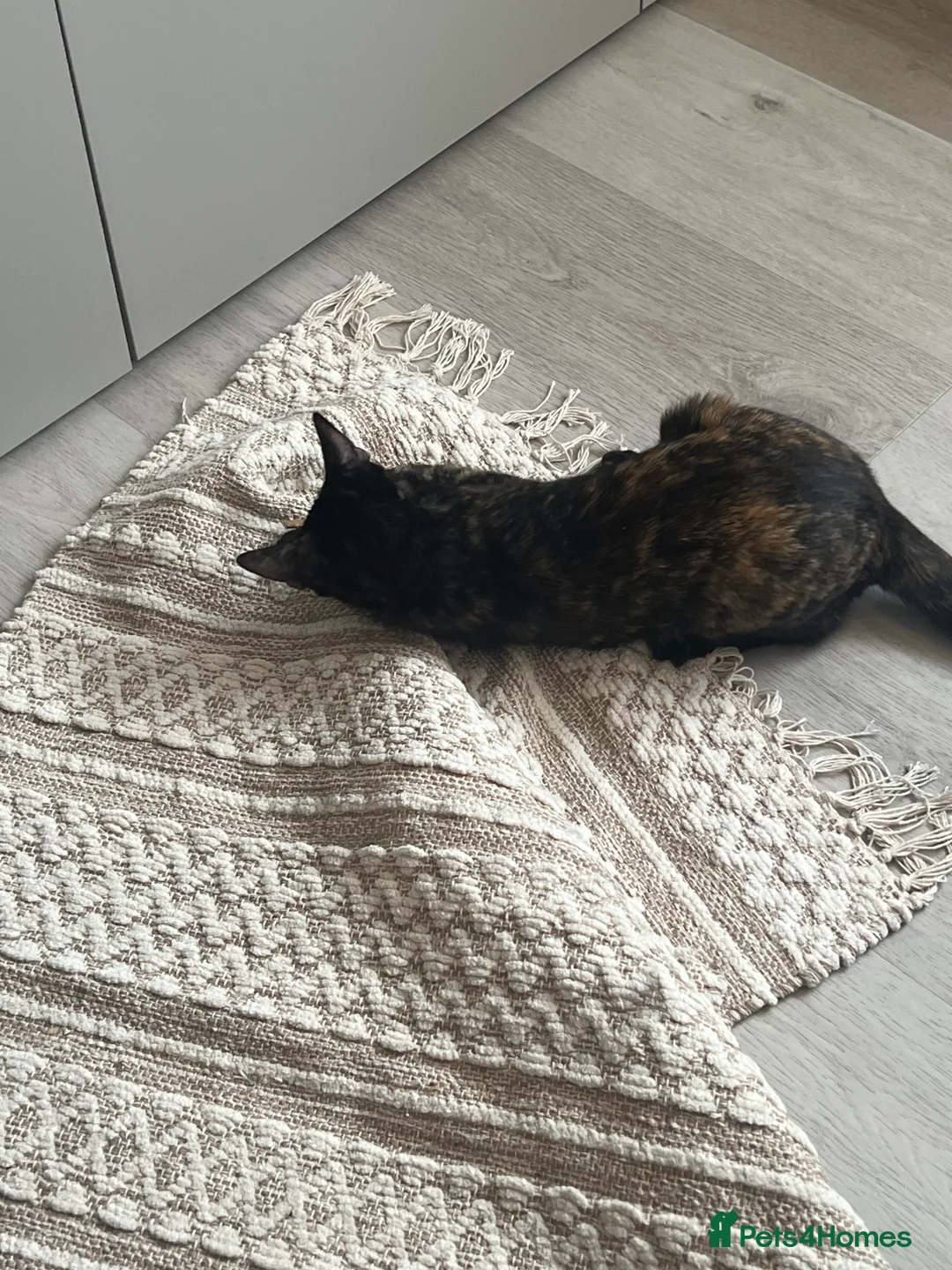 Domestic Shorthair cats for sale: Beautiful Friendly Spayed Female Cats - Advert 5