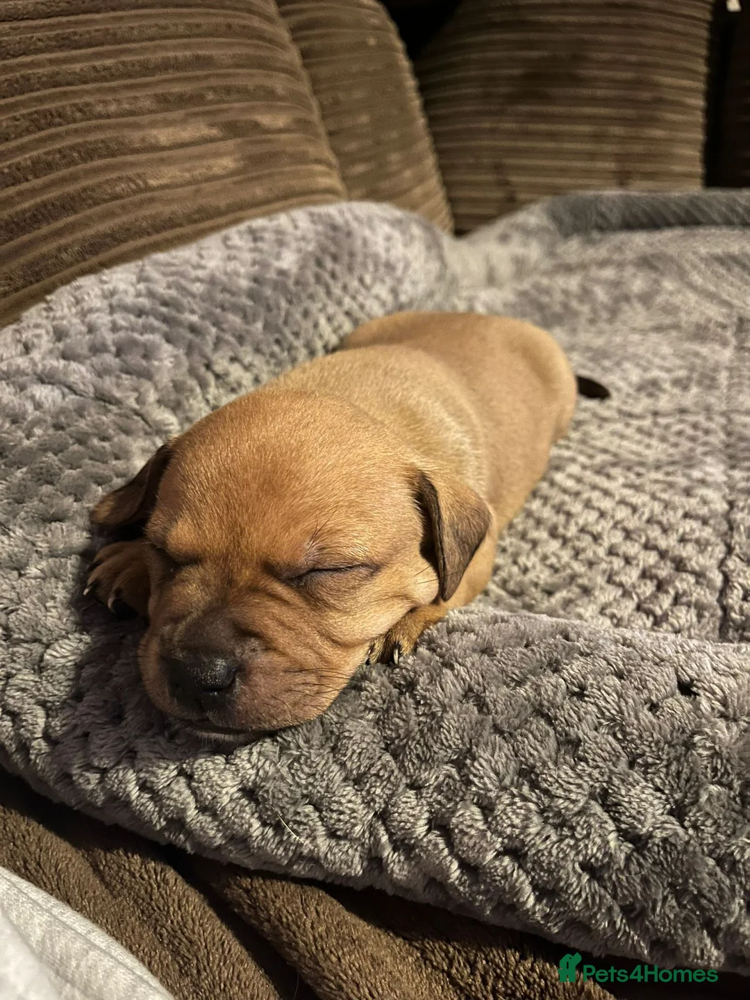 Staffordshire Bull Terrier dogs for sale:  brindle and red Staffordshire bull terriers - Advert 5