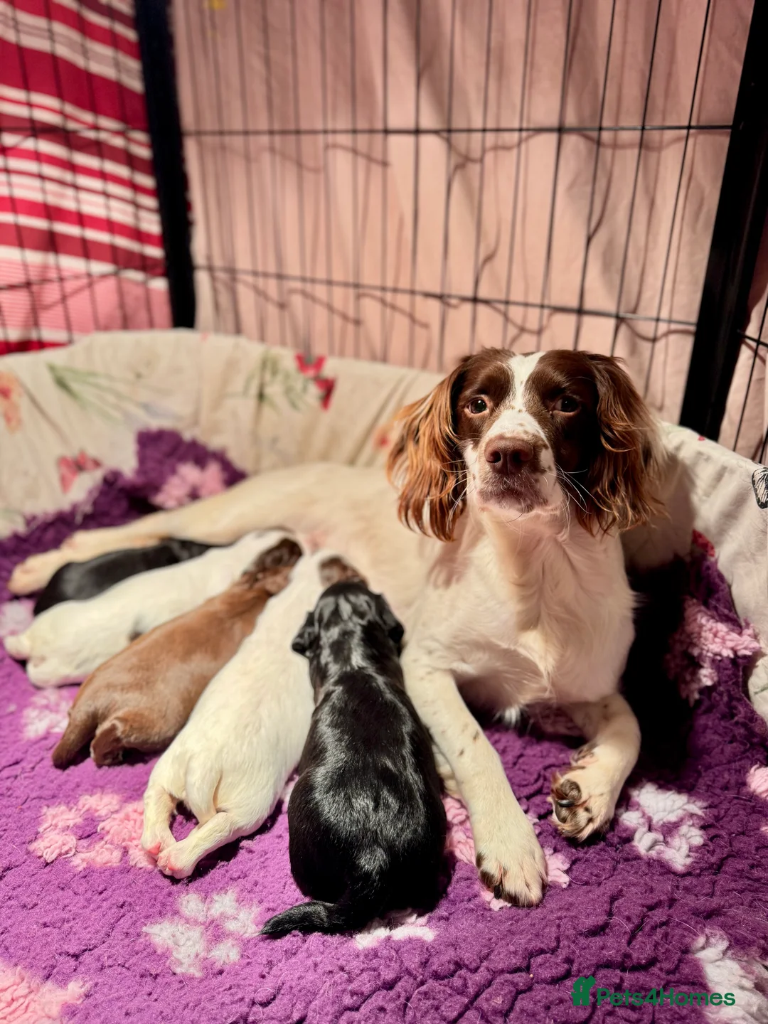 Sprocker dogs for sale: Beautiful Sprocker Spaniel pups  - Advert 21