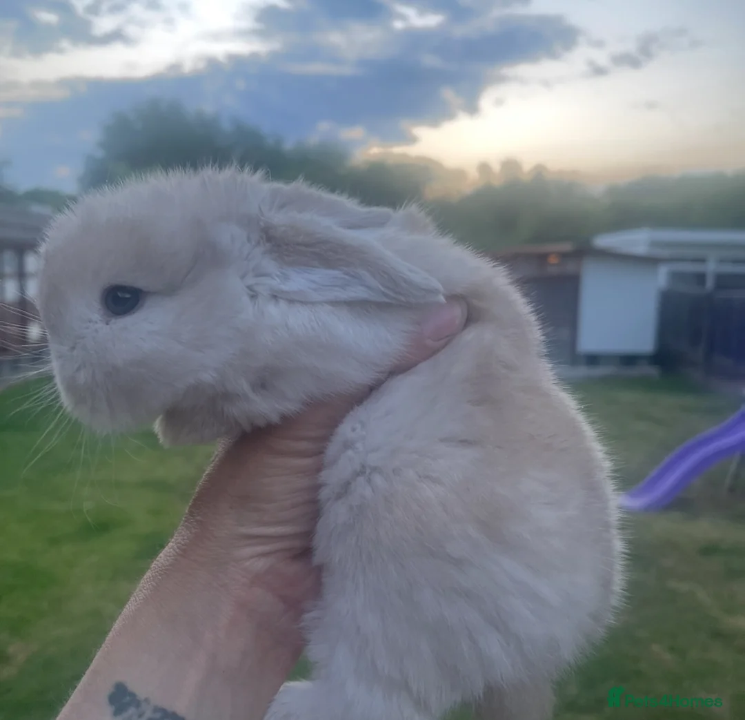 Mini Lop rabbits for sale: Gorgeous baby mini lops  - Advert 2