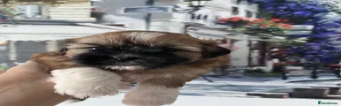 Shih Tzu 3