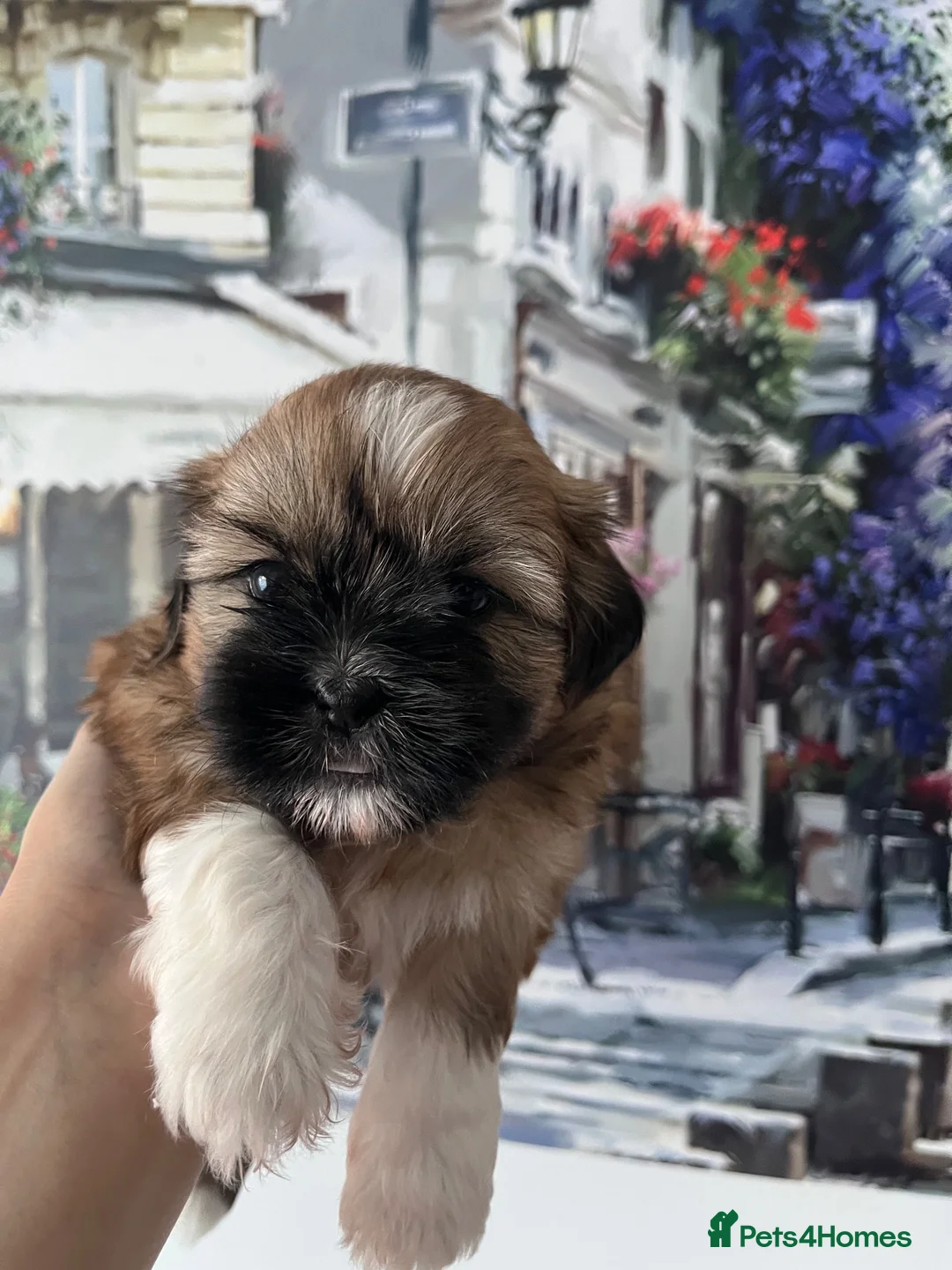 Shih Tzu dogs for sale: 🐶 Beautiful Pure Shih Tzu Puppies - Advert 2