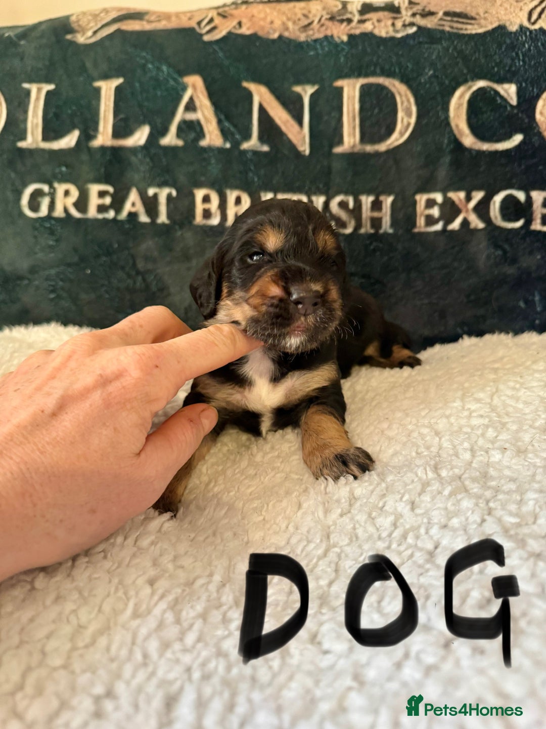 Cocker Spaniel dogs for sale: A gorgeous litter of WCS - Advert 10