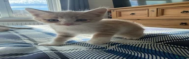 British Shorthair 2