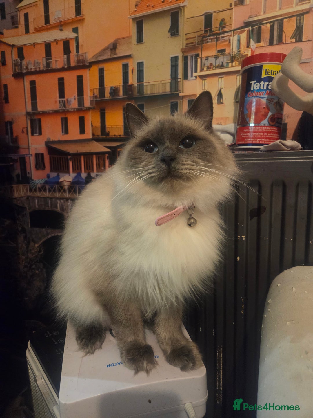 Ragdoll cats for sale: Beautiful girl looking for her home - Advert 2