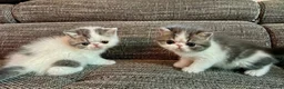 Exotic cats for sale: Outstanding Exotic Shorthair Kittens - Advert 7