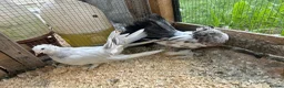 Pigeons birds for sale: Indian fantails - Advert 8