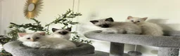 Ragamese cats for sale: Flame Point Ragamese Kittens in Accrington - Advert 7