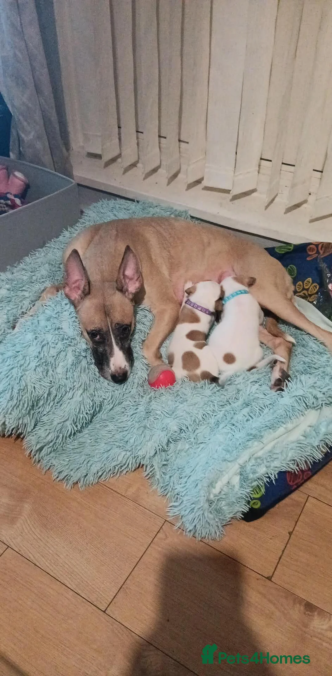 Mixed Breed dogs for sale: 10 puppies 5 girls 5 boys  - Advert 2