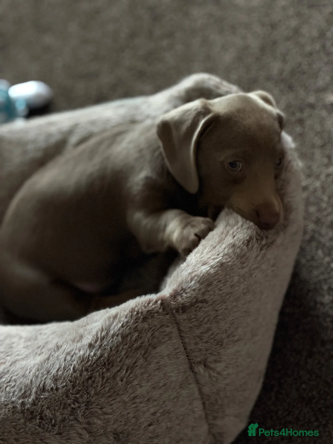 Miniature Dachshund dogs for sale: Miniature d - Advert 2
