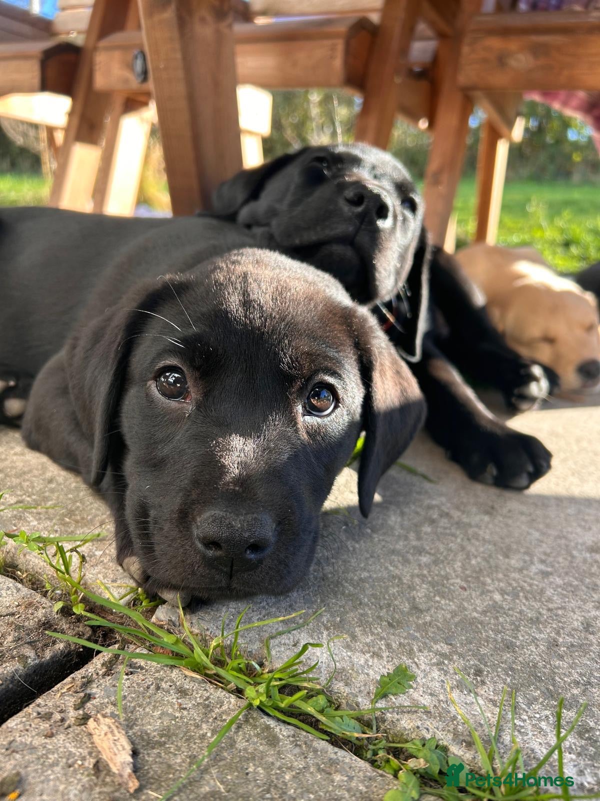 Labrador Retriever dogs for sale: 1 Black Bitch available out of a litter of 7 - Advert 1