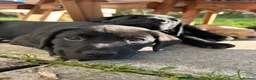 Labrador Retriever dogs for sale: 1 Black Bitch available out of a litter of 7 - Advert 1