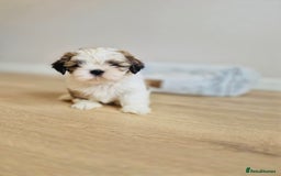 Shih Tzu dogs for sale: Shihtzu  - Image 18