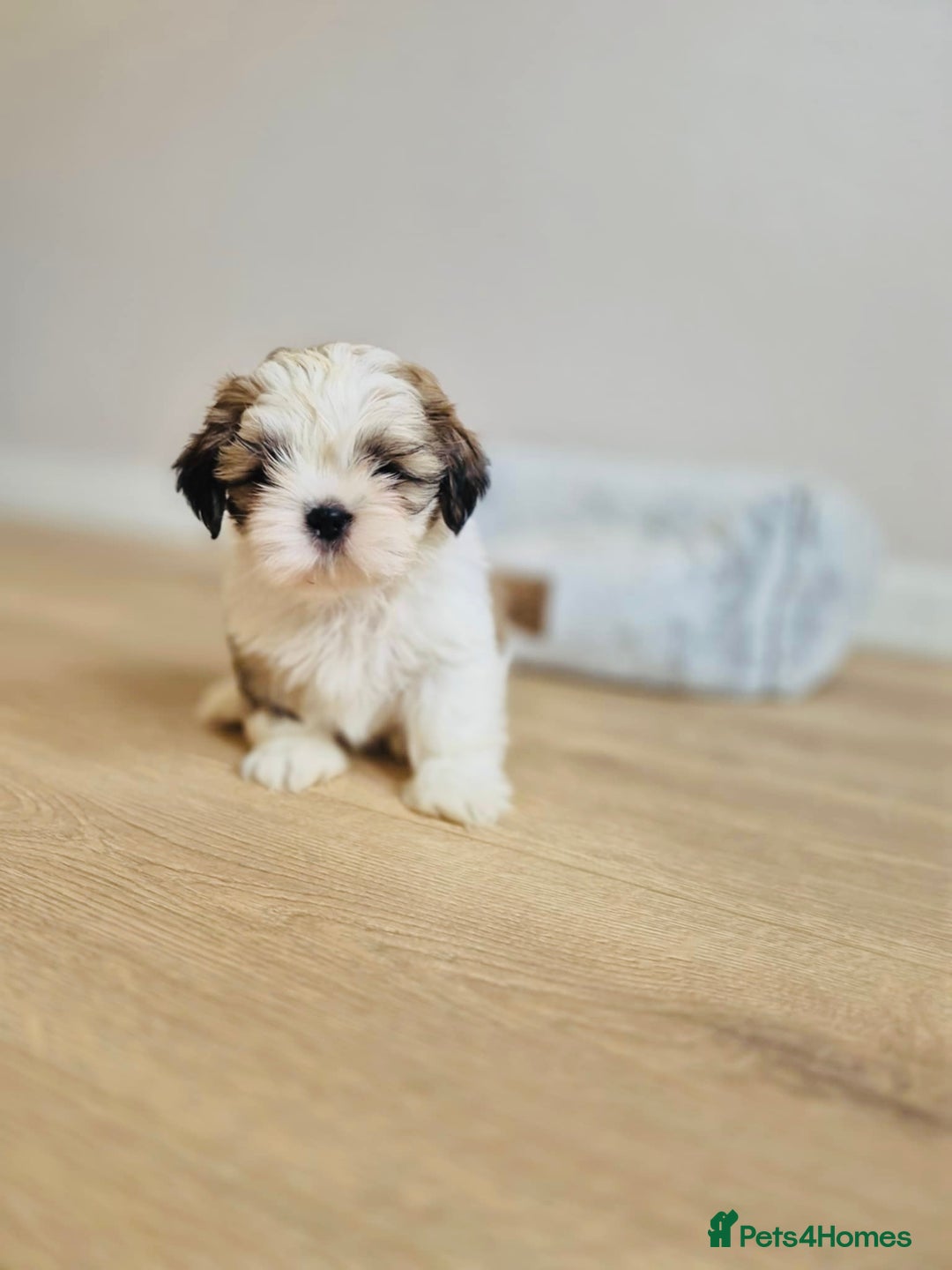 Shih Tzu dogs for sale: Shihtzu  - Image 18