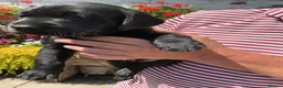 Labrador Retriever dogs for sale: Labrador Retreiver Puppy Dogs in Dudley - Advert 3
