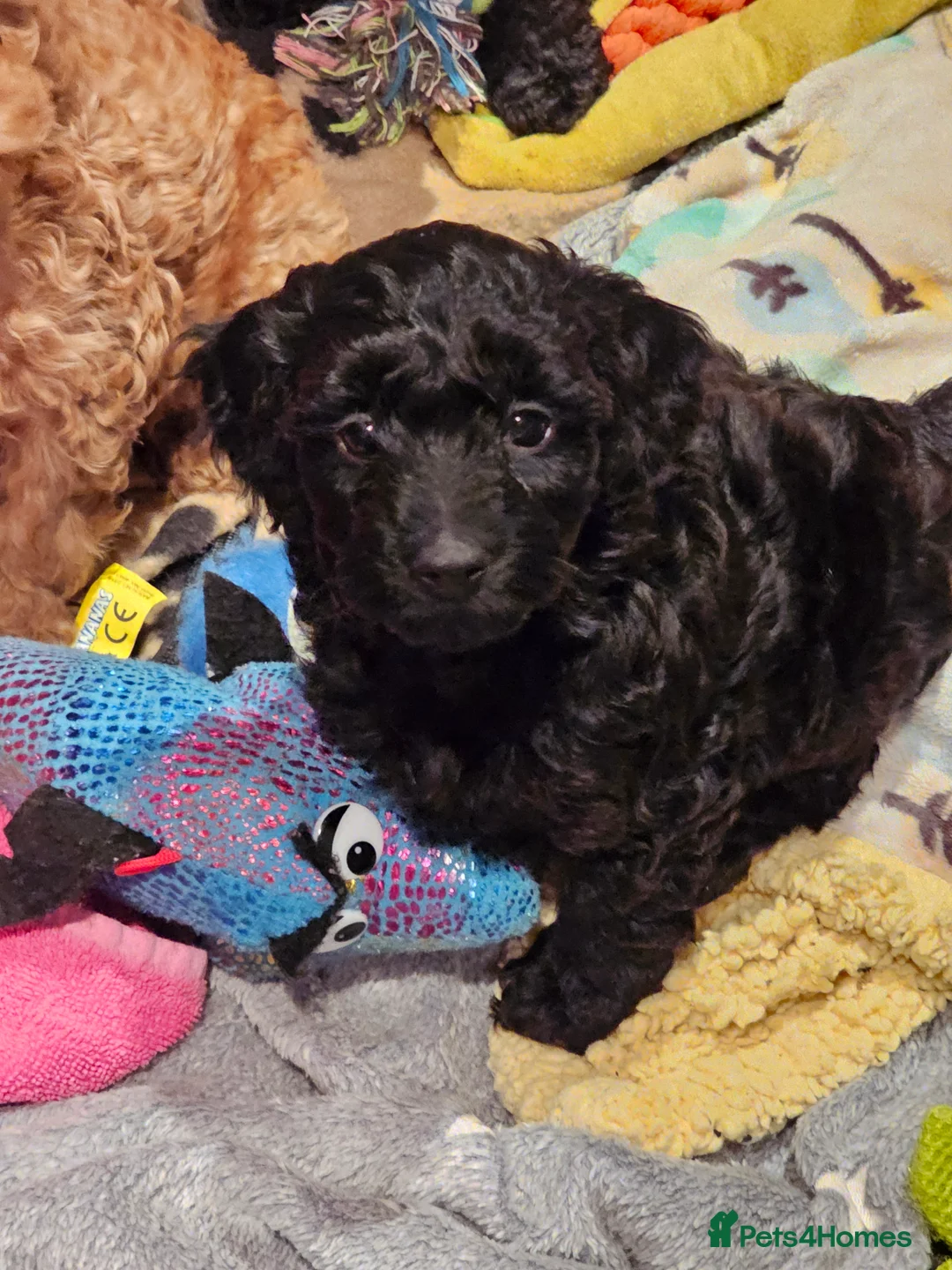 Cockapoo dogs for sale: Cockerpoo F1b Pups for sale (Ready to be rehomed) - Advert 30