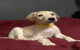 Saluki dogs for sale: Saluki  - Image 7