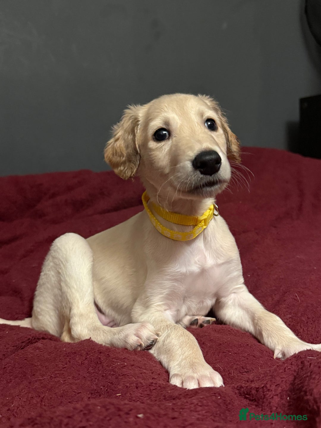 Saluki dogs for sale: Saluki  - Image 7