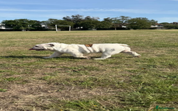 English Bulldog dogs for sale: Champion sired female bulldog for sale  - Image 5