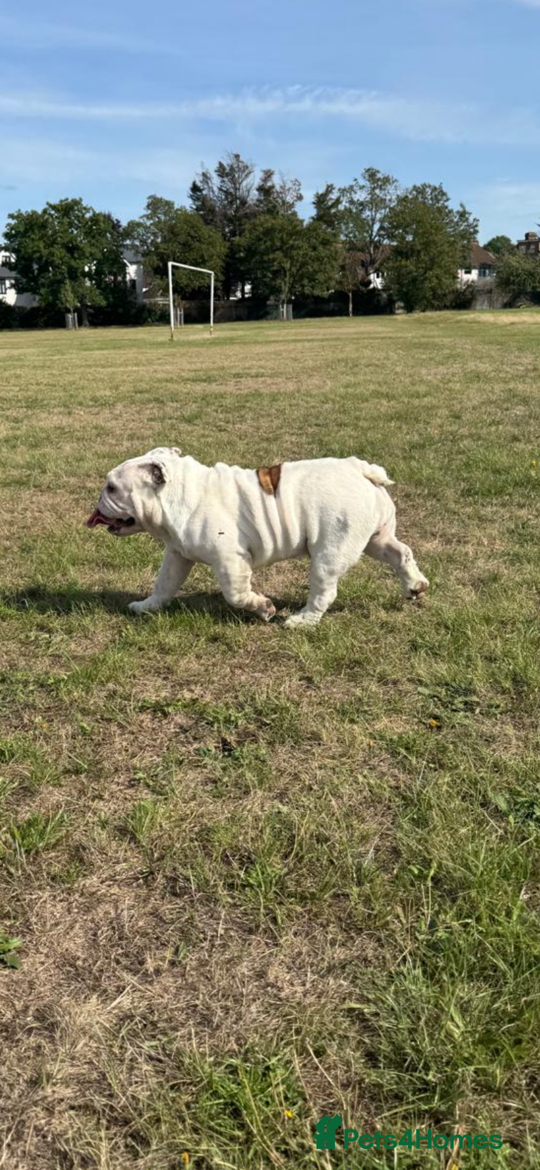 English Bulldog dogs for sale: Champion sired female bulldog for sale  - Image 5