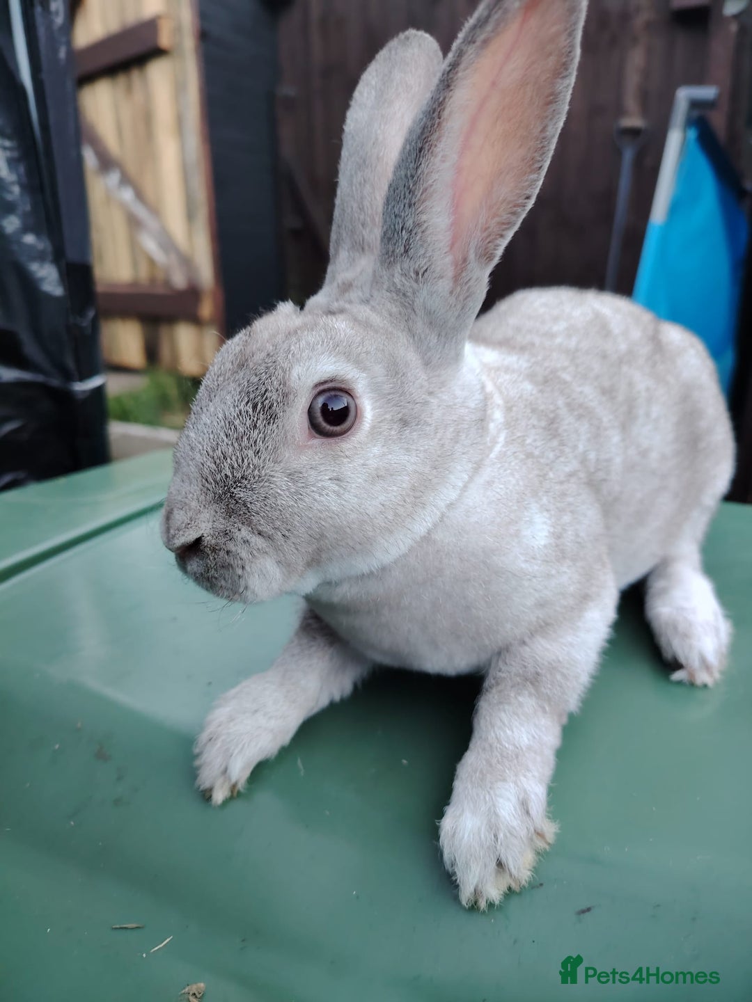 Rex rabbits for sale: 3 lovely friendly mini rex boys - Advert 3