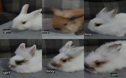 Lionhead rabbits for sale: Lionshead x - Image 1