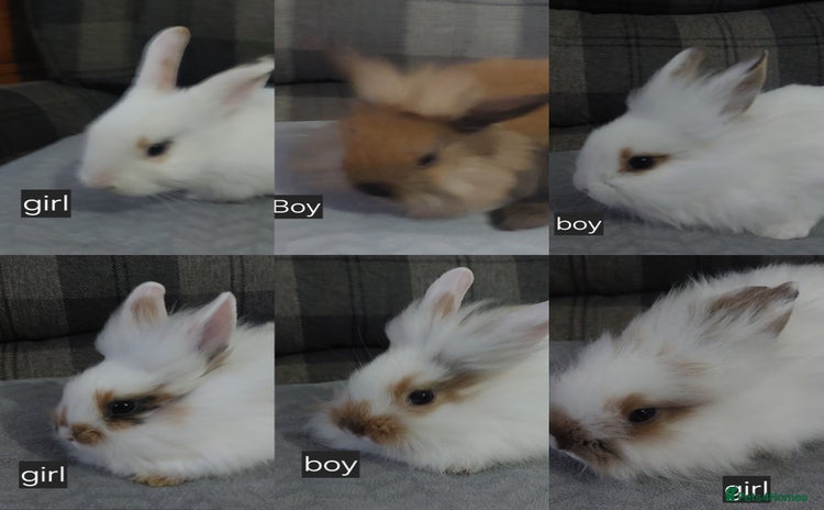 Lionhead rabbits - Advert 1