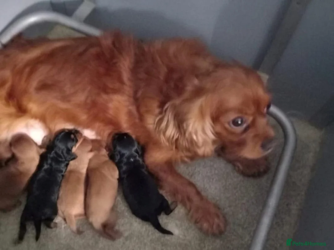 Cavalier King Charles Spaniel dogs for sale: EXTENSIVELY HEALTH CHECKED AND TESTED - Advert 3