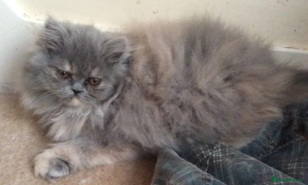 Persian cats for sale: White Persian/Blue Cream Persian Kittens for sale - Advert 13